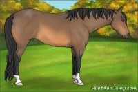 Horse Color:Buckskin 