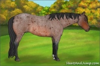 Horse Color:Bay Roan 