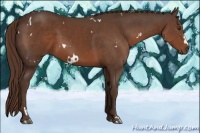 Horse Color:White Spotted Liver Chestnut 