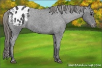 Horse Color:Smoky Blue Roan Varnish 