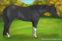 Horse Color:Black Tobiano 