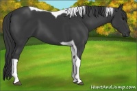 Horse Color:Black Tobiano 