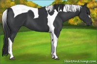 Horse Color:Black Tobiano 