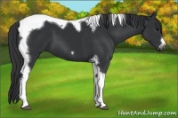 Horse Color:Black Tobiano Frame