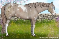 Horse Color:White Spotted Liver Chestnut Splash Appaloosa 