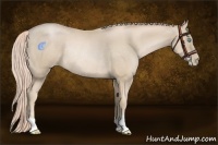 Horse Color:Palomino Pearl Rabicano 