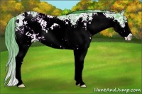 Horse Color:Watercolor Black Ice Sabino