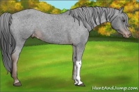 Horse Color:Liver Chestnut Appaloosa 
