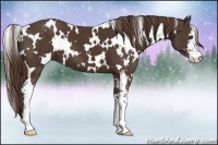 Horse Color:White Spotted Liver Chestnut Sabino