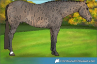 Horse Color:Buckskin Ice 