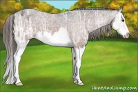 Horse Color:Bay Ice Splash Appaloosa 