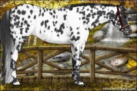 Horse Color:White Spotted Black Appaloosa