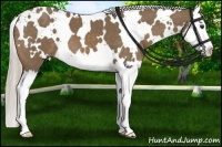 Horse Color:White Spotted Chocolate Palomino Splash 