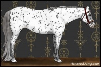Horse Color:Black Near Leopard 