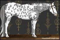 Horse Color:Blue Roan Splash Near Leopard 