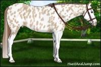 Horse Color:Red Dun Roan Splash Appaloosa 
