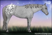 Horse Color:Black Appaloosa