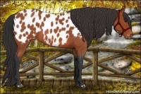 Horse Color:Bay Roan Appaloosa 
