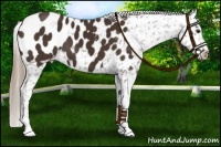 Horse Color:Liver Chestnut Appaloosa 