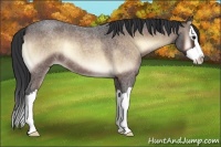 Horse Color:Bay Roan Onyx Splash 