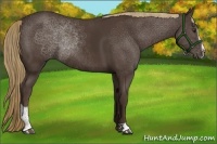 Horse Color:Liver Chestnut Sabino Rabicano 