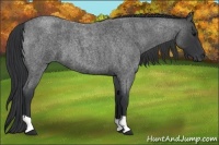 Horse Color:Blue Roan