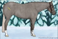 Horse Color:Silver Blue Roan 