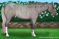 Horse Color:Silver Blue Roan Rabicano