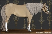 Horse Color:Chocolate Palomino Dun 