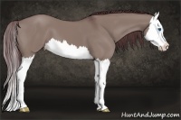 Horse Color:Chocolate Grullo Splash 