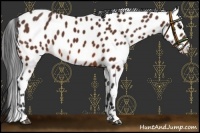 Horse Color:Bay Leopard 