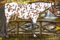 Horse Color:Bay Roan Near Leopard 