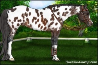 Horse Color:Brown Near Leopard 