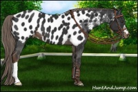 Horse Color:Liver Chestnut Appaloosa