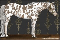 Horse Color:Chocolate Palomino Near Leopard 