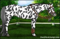 Horse Color:Blue Roan Leopard 