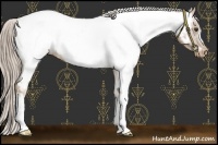 Horse Color:Palomino Near Fewspot 