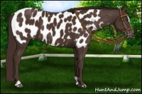 Horse Color:Liver Chestnut Sabino Appaloosa 