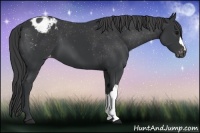 Horse Color:Black Appaloosa