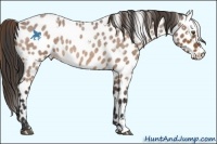 Horse Color:White Spotted Buckskin Roan Appaloosa 
