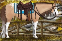 Horse Color:Amber Champagne Splash Appaloosa 