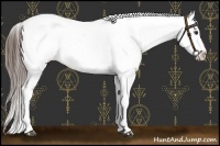 Horse Color:Liver Chestnut Appaloosa 