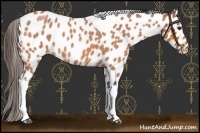 Horse Color:Bay Roan Tobiano Leopard 