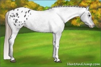 Horse Color:Smoky Black Appaloosa 