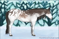 Horse Color:White Spotted Brown Appaloosa Rabicano 