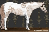 Horse Color:Smoky Black Pearl Tobiano Appaloosa 