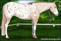 Horse Color:Gold Champagne Splash Appaloosa 