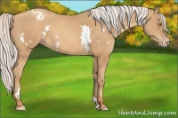 Horse Color:White Spotted Silver Amber Champagne
