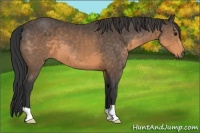Horse Color:Buckskin 
