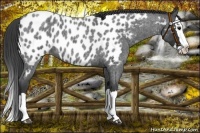 Horse Color:Blue Roan Splash Near Leopard 